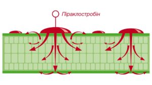 Розповсюдження Піраклостробіну