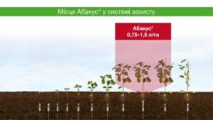 Абфкус