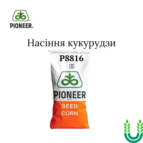 Насіння кукурудзи P8816, Pionner